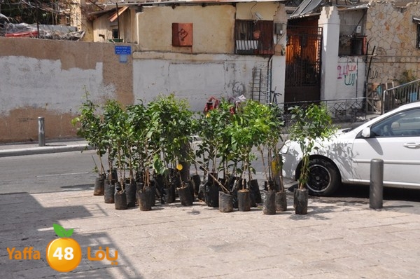 trees shamela 0321 (38).JPG